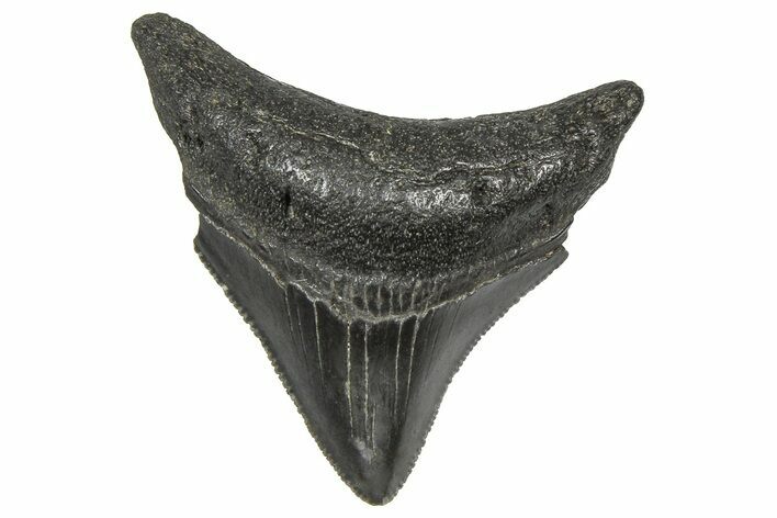 Serrated, Posterior Juvenile Megalodon Tooth - South Carolina #360938
